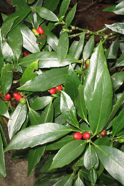 Dwarf Green Aucuba - Japanese Laurel - 1 Gallon Pot 1 Dwarf Green Aucuba - Japanese Laurel - 1 Gallon Pot