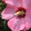Aphrodite Rose Of Sharon (Althea / Hibiscus) - 6 Gallon Pot