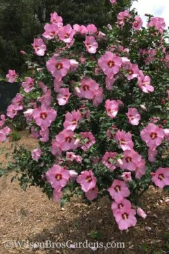 Aphrodite Rose Of Sharon (Althea / Hibiscus) - 3 Gallon Pot -Botanica Tree Store Althea Aphrodite Rose Of Sharon Hibiscus 3 500x750 1