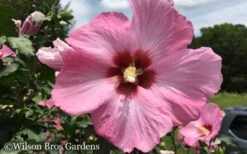 Aphrodite Rose Of Sharon (Althea / Hibiscus) - 3 Gallon Pot -Botanica Tree Store Althea Aphrodite Rose of Sharon Hibiscus 50