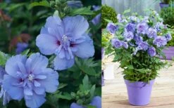 Blue Chiffon Rose Of Sharon - 3 Gallon Pot -Botanica Tree Store Althea Blue Chiffon 1