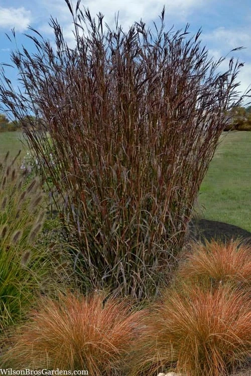 Big Bluestem Grass (Andropogon Gerardii) - 8 Pack Of 1 Gallon Pots 4 Big Bluestem Grass (Andropogon Gerardii) - 8 Pack Of 1 Gallon Pots - Image 4