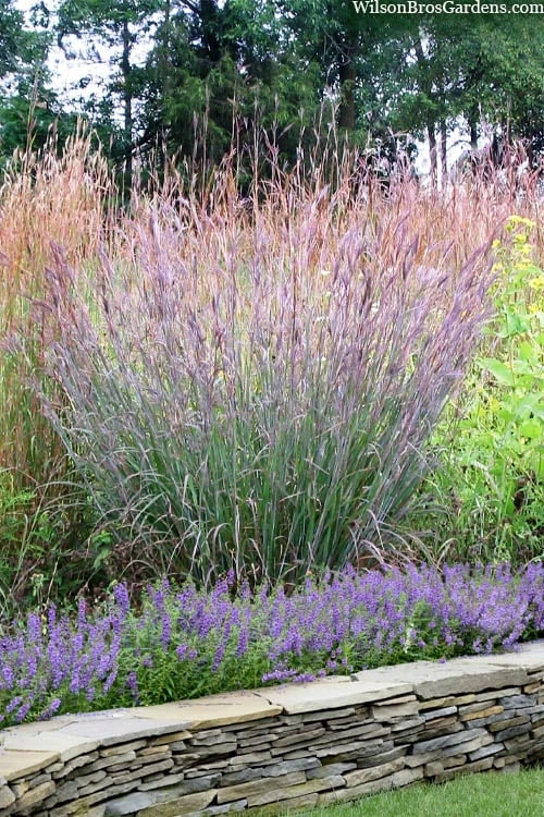 Big Bluestem Grass (Andropogon Gerardii) - 8 Pack Of 1 Gallon Pots 1 Big Bluestem Grass (Andropogon Gerardii) - 8 Pack Of 1 Gallon Pots
