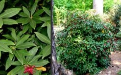 Florida Anise - Illicium Floridanum - 1 Gallon Pot -Botanica Tree Store Anise Florida