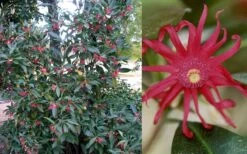 Florida Anise - Illicium Floridanum - 1 Gallon Pot -Botanica Tree Store Anise Florida 50