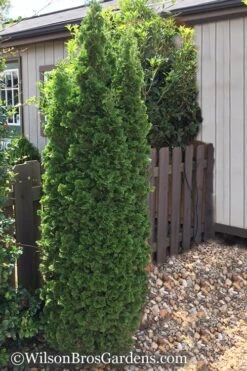 Degroots Spire Arborvitae - 6 Pack Of 1 Gallon Pots -Botanica Tree Store Arborvitae Degroots Spire 1 500x750 2