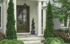 Degroots Spire Arborvitae - 1 Gallon Pot 9 Degroots Spire Arborvitae - 1 Gallon Pot -Botanica Tree Store Arborvitae Degroots Spire 30