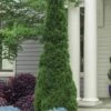 Degroots Spire Arborvitae - 1 Gallon Pot