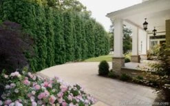 Degroots Spire Arborvitae - 1 Gallon Pot 10 Degroots Spire Arborvitae - 1 Gallon Pot -Botanica Tree Store Arborvitae Degroots Spire 33