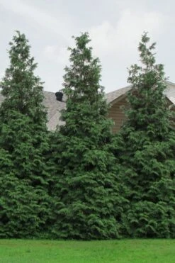 Green Giant Arborvitae - 3 Gallon Pot -Botanica Tree Store Arborvitae Green Giant 500x750 3