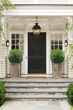 Tom Thumb Dwarf Global Arborvitae - 6 Pack Of 1 Gallon Pots -Botanica Tree Store Arborvitae Tom Thumb 10 1