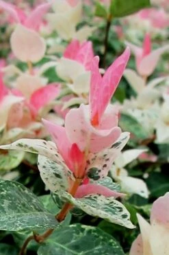 Snow N Summer Asiatic Jasmine - 15 Count Flat Of Quart Pots -Botanica Tree Store Asian Jasmine Snow N Summer 16