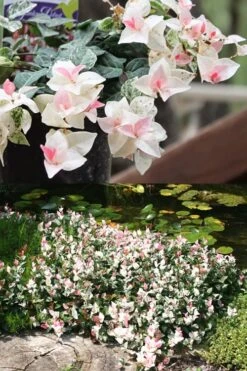 Snow N Summer Asiatic Jasmine - 15 Count Flat Of Quart Pots -Botanica Tree Store Asian Jasmine Summer N Snow 2