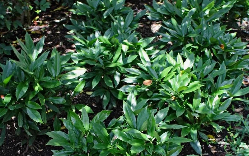 Dwarf Green Aucuba - Japanese Laurel - 1 Gallon Pot 5 Dwarf Green Aucuba - Japanese Laurel - 1 Gallon Pot - Image 5