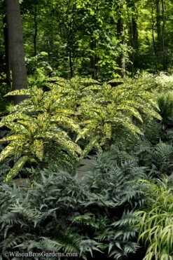 Hosoba Hoshifu Variegated Aucuba (Japanese Laurel) - 1 Gallon Pot -Botanica Tree Store Aucuba Hosoba Hoshifu