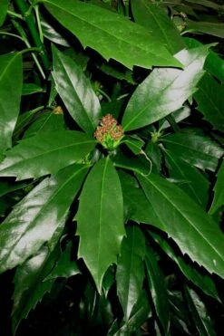 Sawtoothed Aucuba Serratifolia - 1 Gallon Pot -Botanica Tree Store Aucuba Sawthooth 2