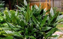 Sawtoothed Aucuba Serratifolia - 3 Gallon Pot -Botanica Tree Store Aucuba Sawtoothed 3