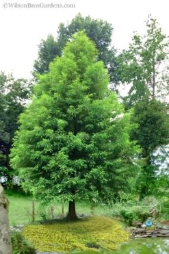 Bald Cypress - Taxodium Distichum - 3 Gallon Pot -Botanica Tree Store Bald Cypress 1