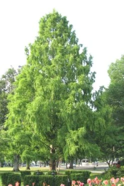 Bald Cypress - Taxodium Distichum - 5 Gallon Pot -Botanica Tree Store Bald Cypress 3 1