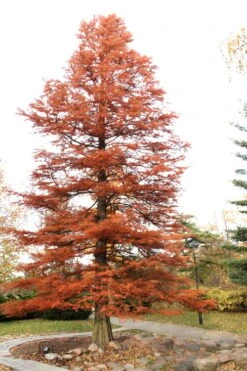Bald Cypress - Taxodium Distichum - 3 Gallon Pot -Botanica Tree Store Bald Cypress 4