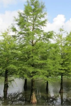 Bald Cypress - Taxodium Distichum - 5 Gallon Pot -Botanica Tree Store Bald Cypress 5 1