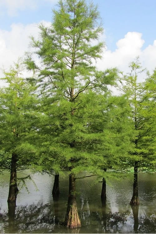 Bald Cypress - Taxodium Distichum - 2 Gallon Pot 6 Bald Cypress - Taxodium Distichum - 2 Gallon Pot - Image 6