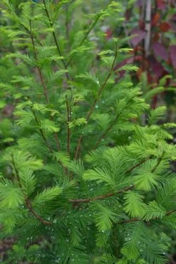 Bald Cypress - Taxodium Distichum - 3 Gallon Pot -Botanica Tree Store Bald Cypress 8