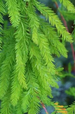 Bald Cypress - Taxodium Distichum - 5 Gallon Pot -Botanica Tree Store Bald Cypress 9 1