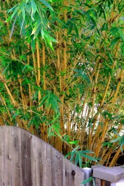 Alphonse Karr Golden Bamboo (Bambusa Multiplex) - 2 Gallon Pot -Botanica Tree Store Bamboo Alphonse Karr 3