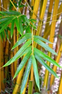 Alphonse Karr Golden Bamboo (Bambusa Multiplex) - 2 Gallon Pot -Botanica Tree Store Bamboo Alphonse Karr 5