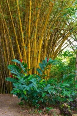 Alphonse Karr Golden Bamboo (Bambusa Multiplex) - 2 Gallon Pot -Botanica Tree Store Bamboo Alphonse Karr 6
