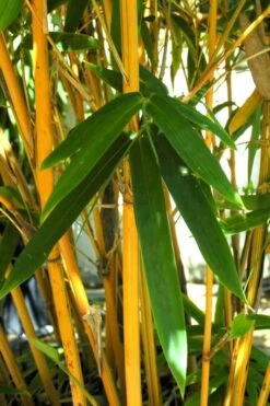 Alphonse Karr Golden Bamboo (Bambusa Multiplex) - 2 Gallon Pot -Botanica Tree Store Bamboo Alphonse Karr 7