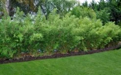 Alphonse Karr Golden Bamboo (Bambusa Multiplex) - 2 Gallon Pot -Botanica Tree Store Bamboo Alphonse Karr 8