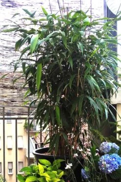 Arrow Bamboo (Pseudosasa Japonica) - 3 Gallon Pot (4-6'+) -Botanica Tree Store Bamboo Arrow 3 1