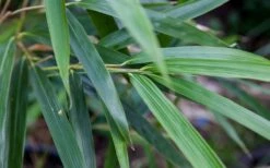 Arrow Bamboo (Pseudosasa Japonica) - 3 Gallon Pot (2-4') 11 Arrow Bamboo (Pseudosasa Japonica) - 3 Gallon Pot (2-4') -Botanica Tree Store Bamboo Arrow 4