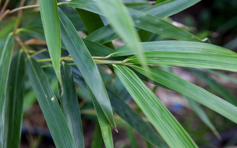 Arrow Bamboo (Pseudosasa Japonica) - 3 Gallon Pot (2-4') 5 Arrow Bamboo (Pseudosasa Japonica) - 3 Gallon Pot (2-4') - Image 5