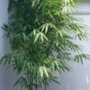 Arrow Bamboo (Pseudosasa Japonica) - 3 Gallon Pot (2-4')