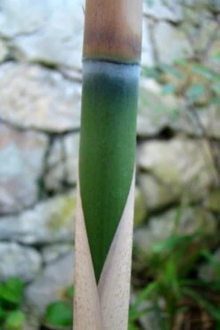 Arrow Bamboo (Pseudosasa Japonica) - 3 Gallon Pot (2-4') 13 Arrow Bamboo (Pseudosasa Japonica) - 3 Gallon Pot (2-4') -Botanica Tree Store Bamboo Arrow 6