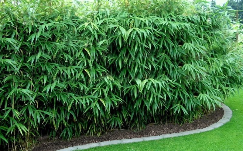 Arrow Bamboo (Pseudosasa Japonica) - 3 Gallon Pot (2-4') 4 Arrow Bamboo (Pseudosasa Japonica) - 3 Gallon Pot (2-4') - Image 4