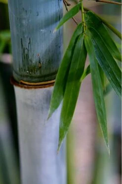 Baby Blue Bamboo - Bambusa Chungii 'Barbelatta' - 2 Gallon Pot 16 Baby Blue Bamboo - Bambusa Chungii 'Barbelatta' - 2 Gallon Pot -Botanica Tree Store Bamboo Barbelatta 14