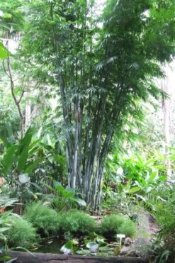 Baby Blue Bamboo - Bambusa Chungii 'Barbelatta' - 2 Gallon Pot 15 Baby Blue Bamboo - Bambusa Chungii 'Barbelatta' - 2 Gallon Pot -Botanica Tree Store Bamboo Barbelatta 15