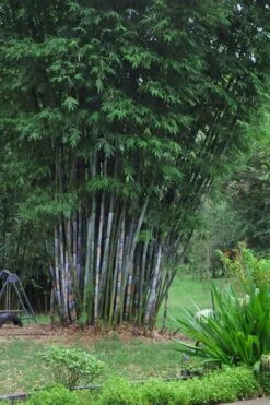 Baby Blue Bamboo - Bambusa Chungii 'Barbelatta' - 2 Gallon Pot 12 Baby Blue Bamboo - Bambusa Chungii 'Barbelatta' - 2 Gallon Pot -Botanica Tree Store Bamboo Barbelatta 16