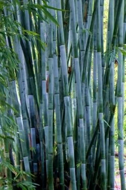 Baby Blue Bamboo - Bambusa Chungii 'Barbelatta' - 2 Gallon Pot 13 Baby Blue Bamboo - Bambusa Chungii 'Barbelatta' - 2 Gallon Pot -Botanica Tree Store Bamboo Barbelatta 21