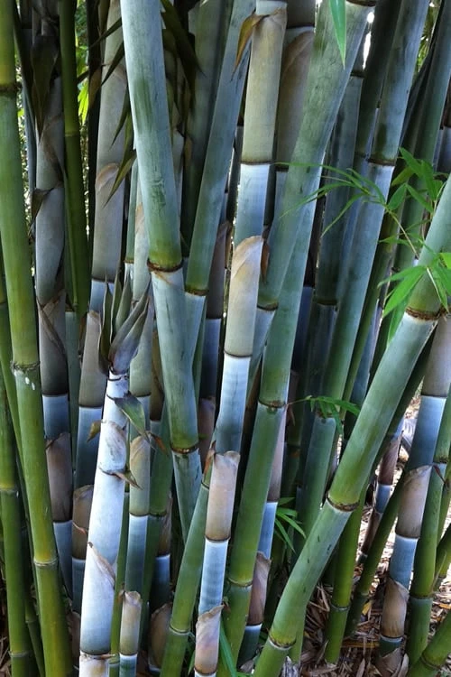 Baby Blue Bamboo - Bambusa Chungii 'Barbelatta' - 2 Gallon Pot 9 Baby Blue Bamboo - Bambusa Chungii 'Barbelatta' - 2 Gallon Pot - Image 9