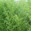 Bisset Bamboo (Phyllostachys Bissetii) - 3 Gallon Pot (4-6')