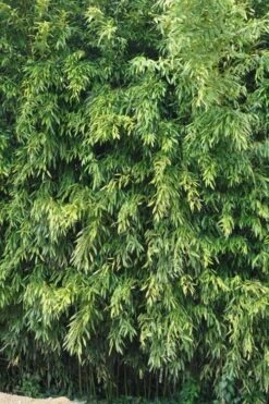 Bisset Bamboo (Phyllostachys Bissetii) - 3 Gallon Pot (2-4') -Botanica Tree Store Bamboo Bisettii 2