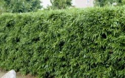 Bisset Bamboo (Phyllostachys Bissetii) - 3 Gallon Pot (4-6') -Botanica Tree Store Bamboo Bisettii 4 1