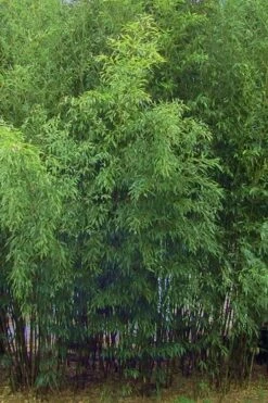 Bisset Bamboo (Phyllostachys Bissetii) - 3 Gallon Pot (2-4') -Botanica Tree Store Bamboo Bisettii 5