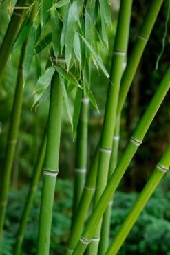 Bisset Bamboo (Phyllostachys Bissetii) - 3 Gallon Pot (2-4') -Botanica Tree Store Bamboo Bisettii 7