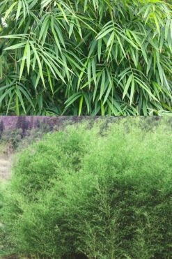 Bisset Bamboo (Phyllostachys Bissetii) - 3 Gallon Pot (2-4') -Botanica Tree Store Bamboo Bissets 500x750 1